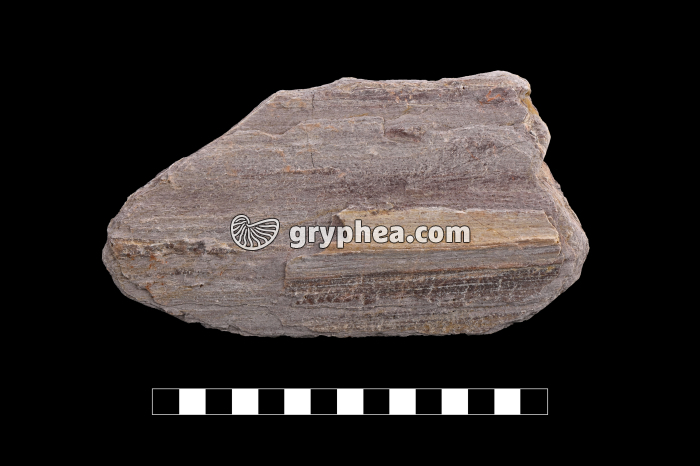 Schiste métamorphique (Brétignolles) - échantillon - gryphea.com